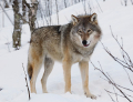 Wolfsangriff gefährdet Almsommer für Schafe im oberen Ennstal